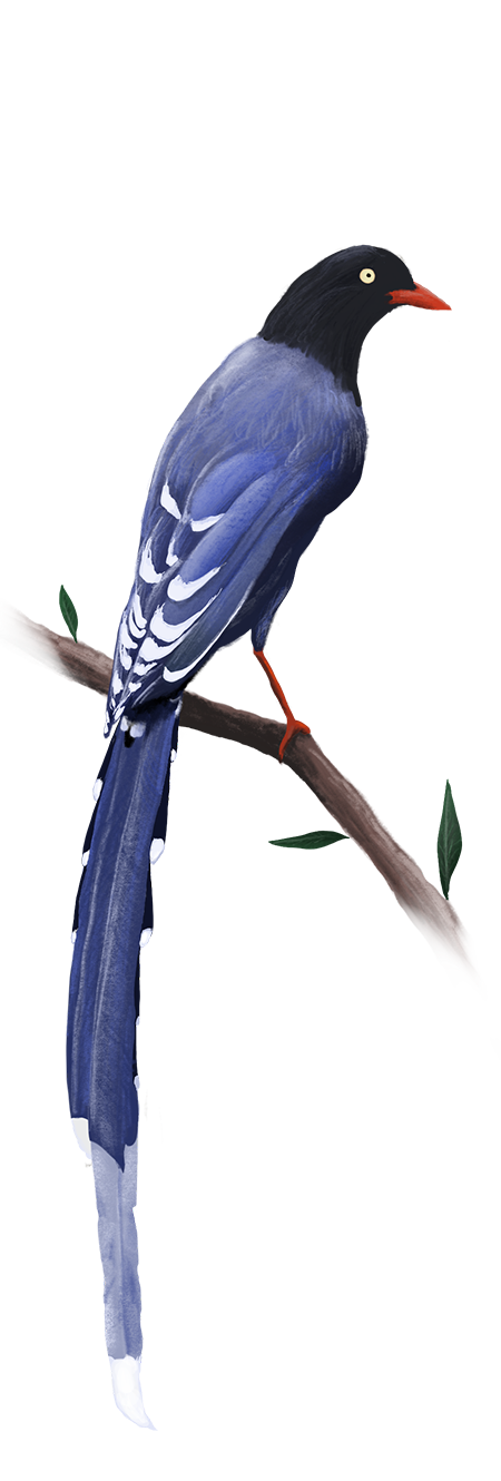 Image Copyright: Vincent Chen